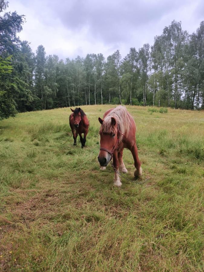 Jeziorna 26 Villa Potuly Kültér fotó